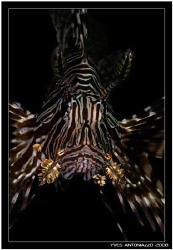 Lionfish portrait    Fuji S5 pro/105 VR by Yves Antoniazzo 